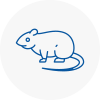 Rat Control Chesham